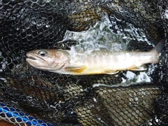 イワナの釣果