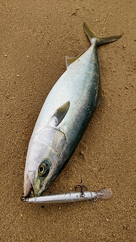 ヤズの釣果