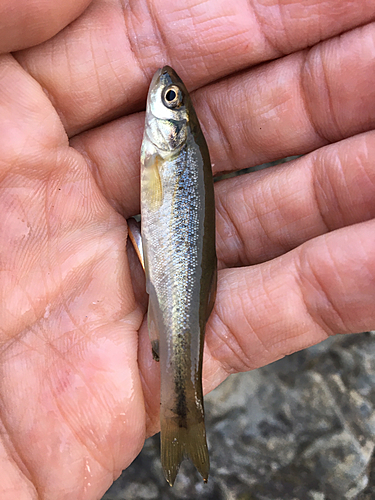 アブラハヤの釣果