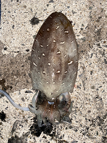 モンゴウイカの釣果