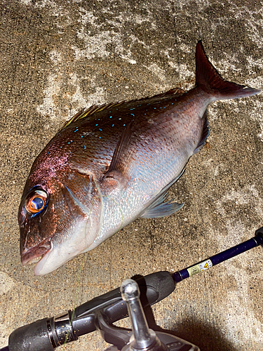 タイの釣果