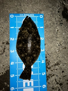 ヒラメの釣果