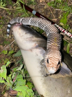 ナマズの釣果