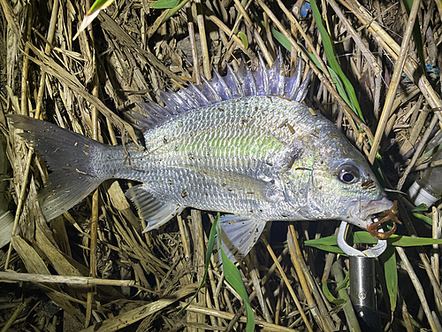 キビレの釣果