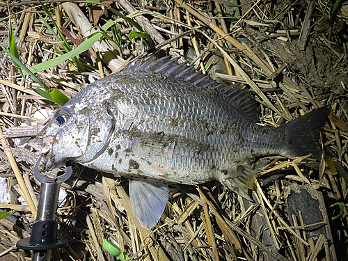 キビレの釣果