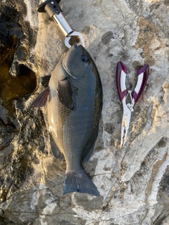 メジナの釣果