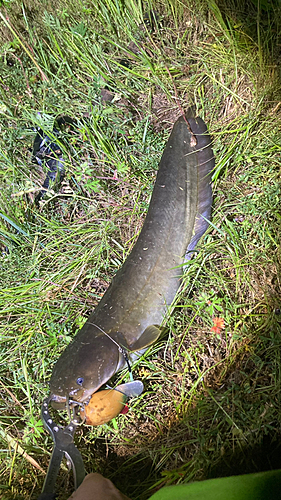 マナマズの釣果