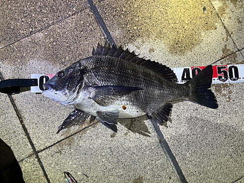 クロダイの釣果