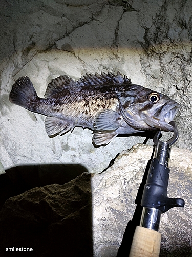 クロソイの釣果