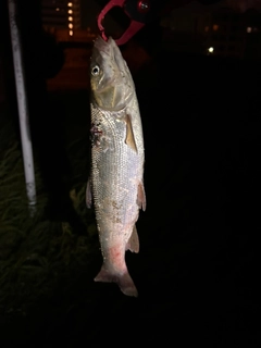 ウグイの釣果