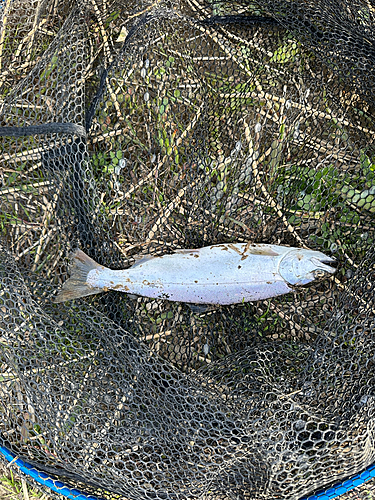 サクラマスの釣果