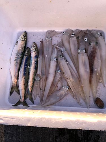 ヤリイカの釣果