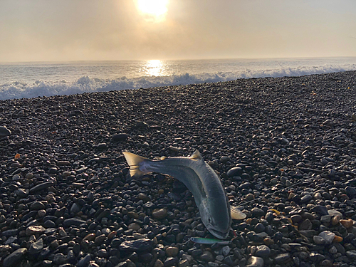 ウミサクラの釣果