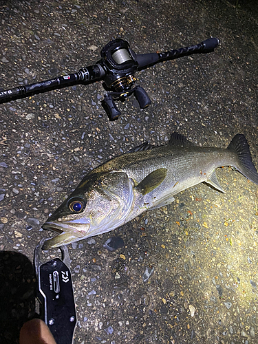 シーバスの釣果