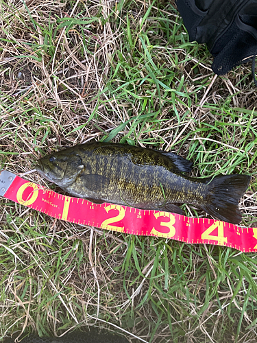 スモールマウスバスの釣果