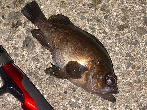 メバルの釣果