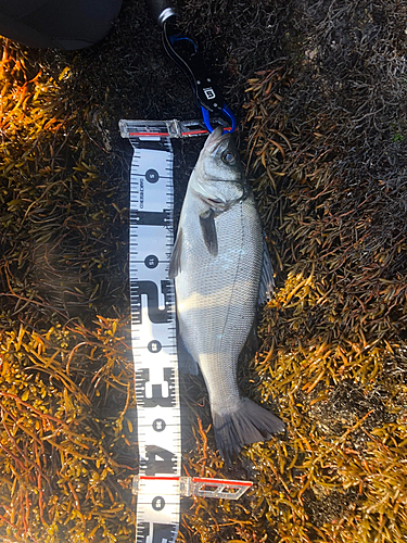 ヒラスズキの釣果