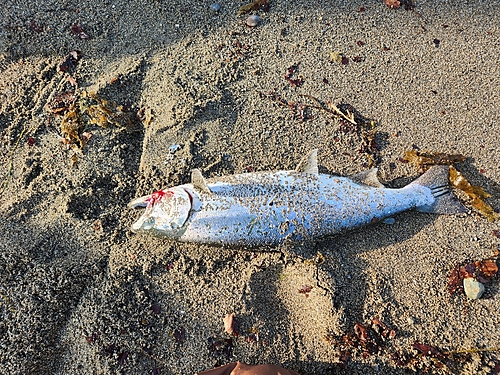 サクラマスの釣果