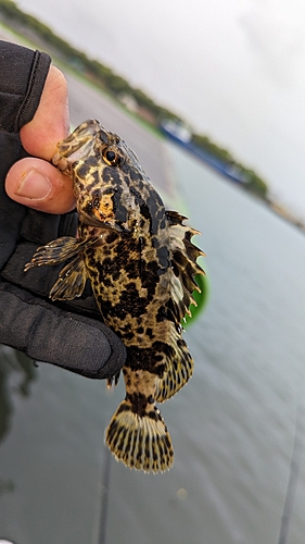 タケノコメバルの釣果