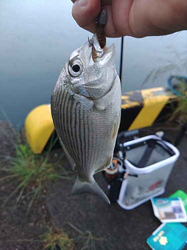 ヘダイの釣果