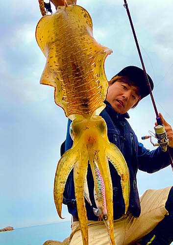 アオリイカの釣果