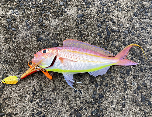 イトヨリダイの釣果