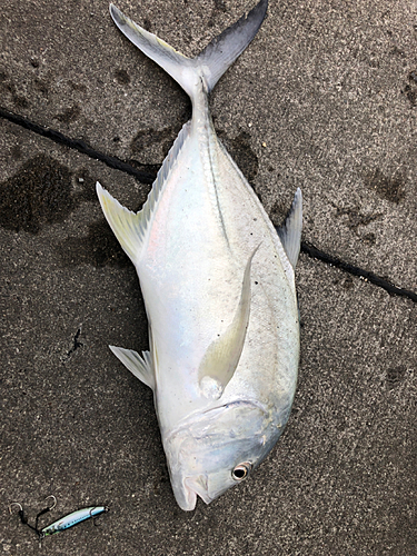 オニヒラアジの釣果