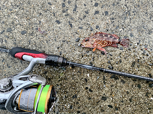 アラカブの釣果