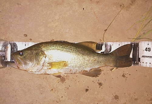 ブラックバスの釣果