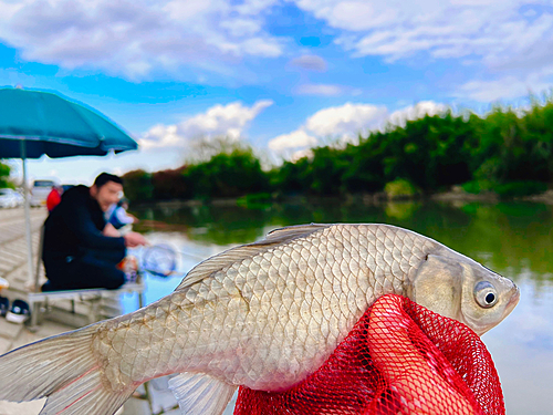 ヘラブナの釣果