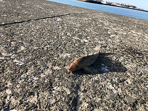 ホッケの釣果