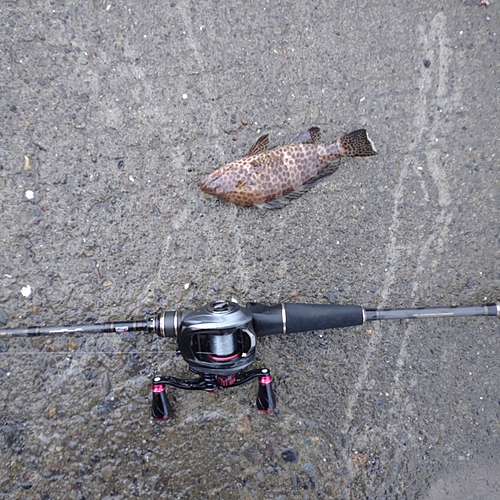 オオモンハタの釣果