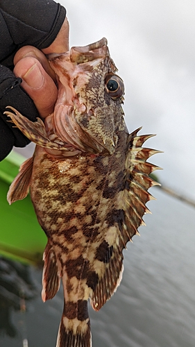 アラカブの釣果