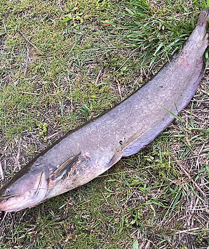 ナマズの釣果