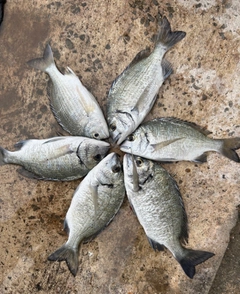 ミナミクロダイの釣果