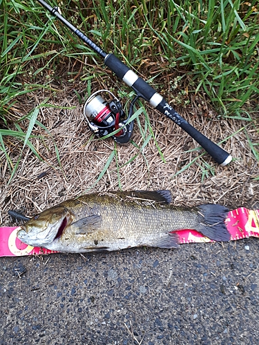 スモールマウスバスの釣果