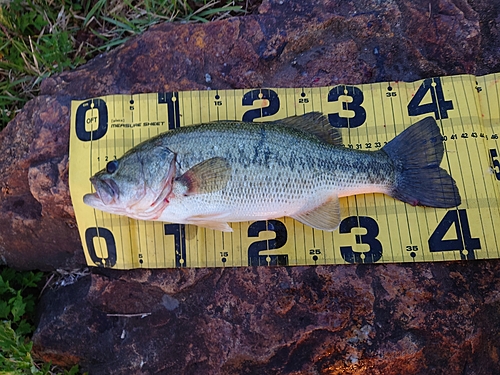 ブラックバスの釣果