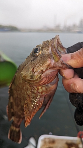 アラカブの釣果