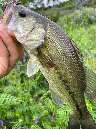 ラージマウスバスの釣果