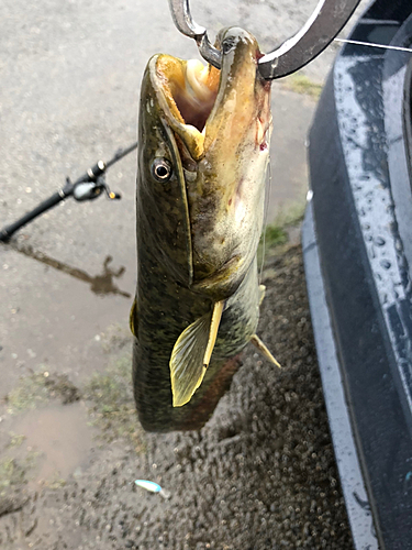 ナマズの釣果