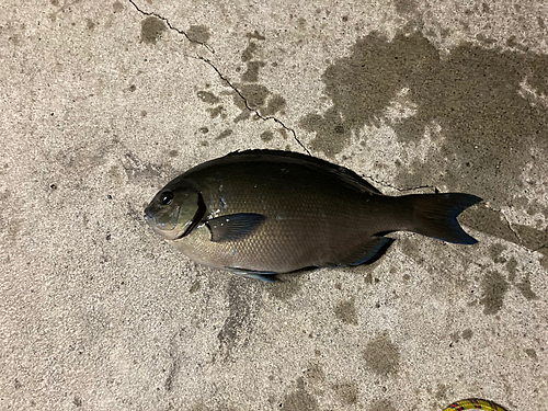 オナガグレの釣果