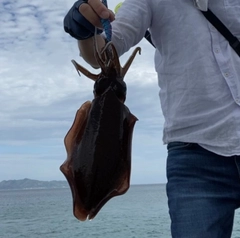 モンゴウイカの釣果