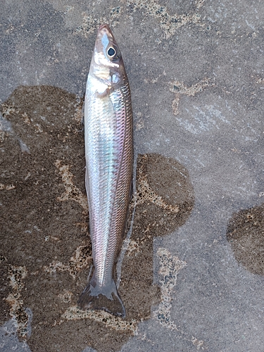 キスの釣果