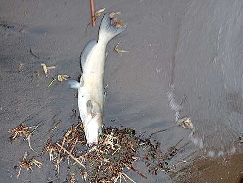 アメリカナマズの釣果