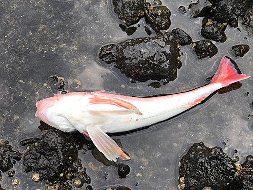 カナガシラの釣果