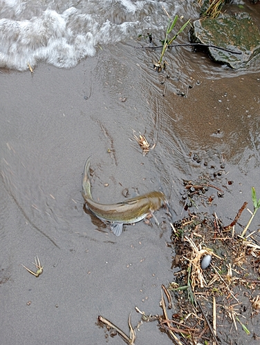 アメリカナマズの釣果