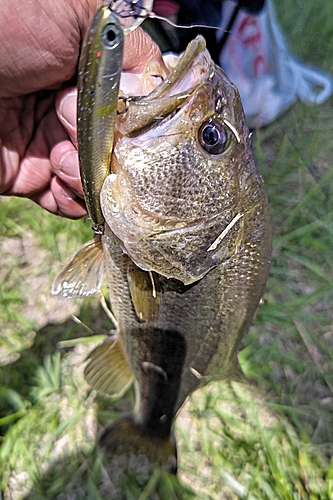 ラージマウスバスの釣果