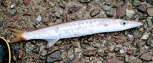 アカカマスの釣果