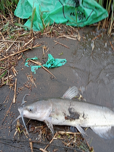 アメリカナマズの釣果