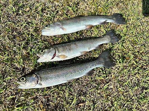 ニジマスの釣果